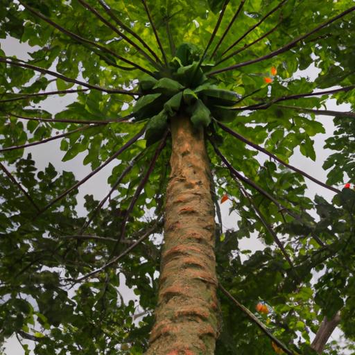 How Tall Do Papaya Trees Grow